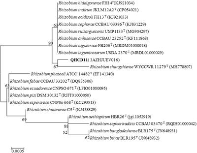 Characterization of drought stress-mitigating Rhizobium from faba bean (Vicia faba L.) in the Chinese Qinghai-Tibet Plateau